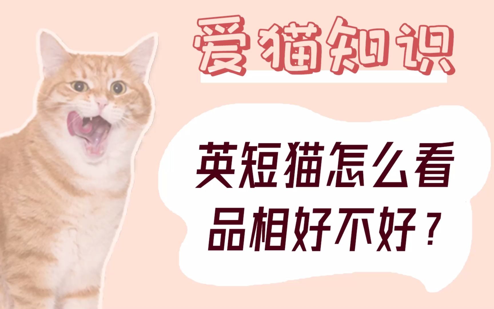 英短猫怎么看品相好不好?哔哩哔哩bilibili