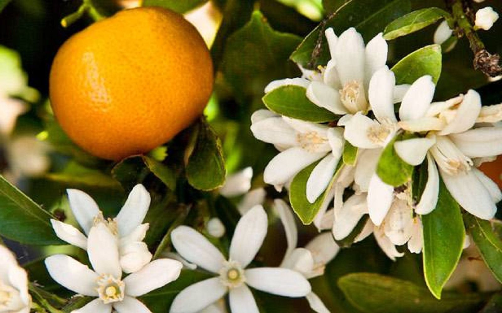 西西里岛的橙花在路易十四的皇家园林中翩翩起舞