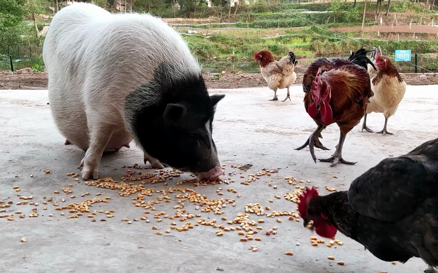 猪,鸡吃玉米大赛,一言不合就打起来