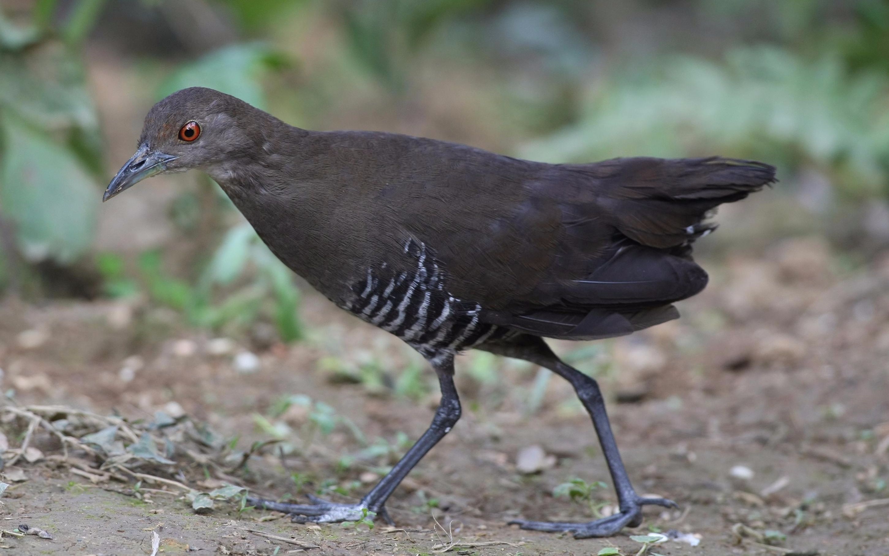 终于抓到粗毛秧鸡luck!