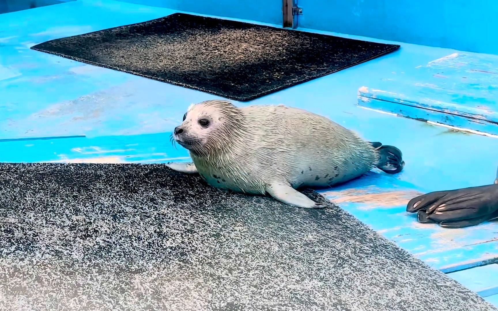 伊势海洋乐园 可爱的小海豹