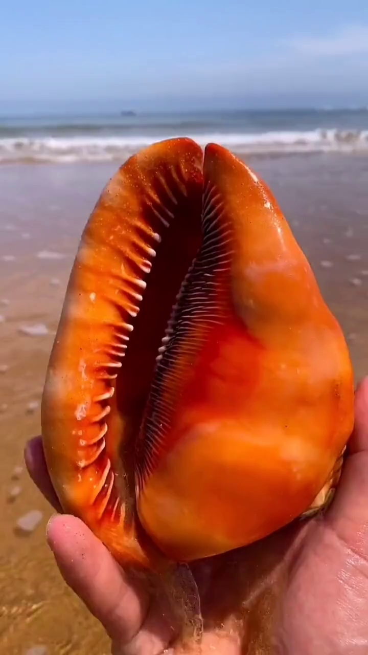 海边赶海退大潮,发现一个超大海螺壳,还有许多奇怪的海洋小生物