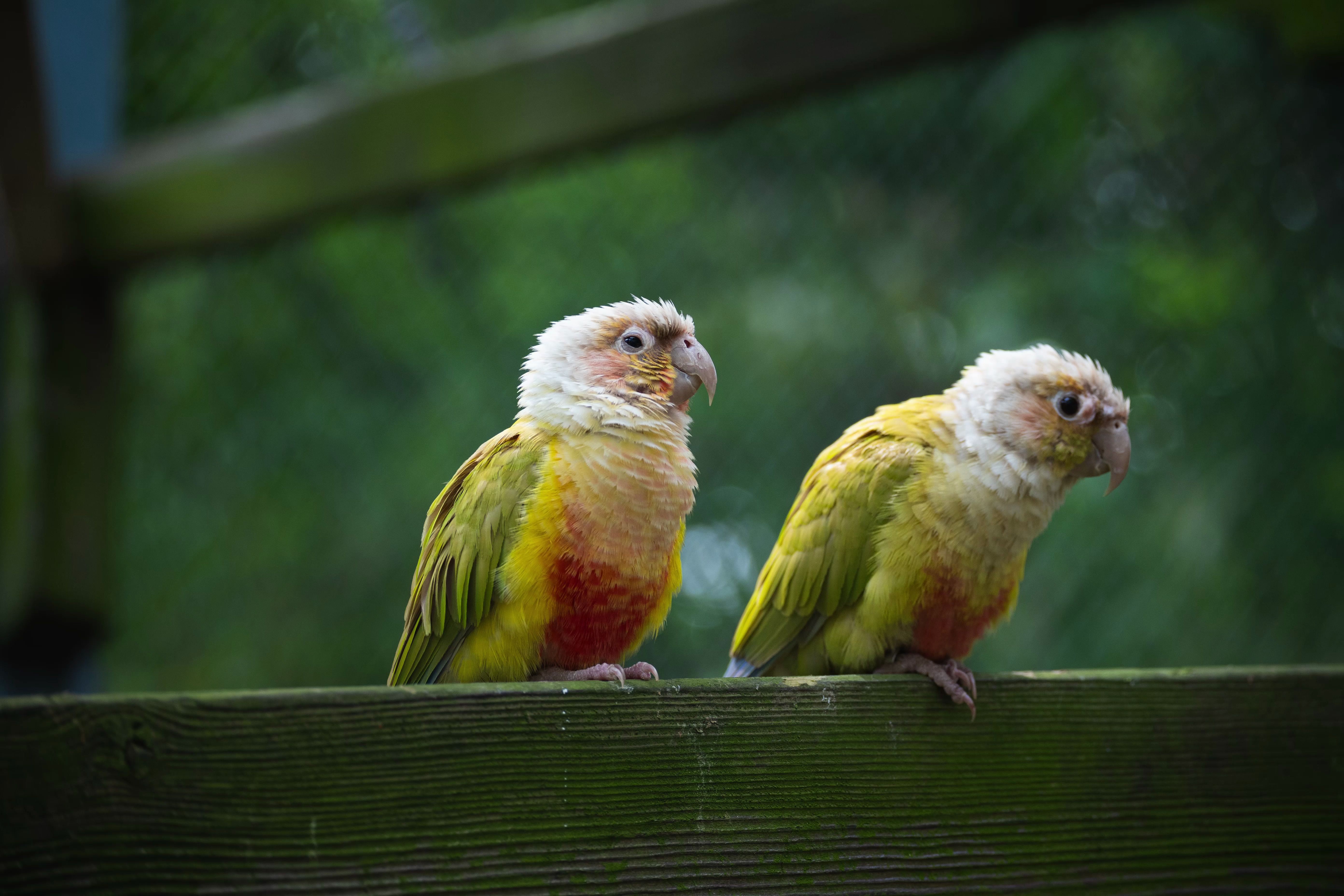 性价比打鸟(动物)|| 红山森林动物园