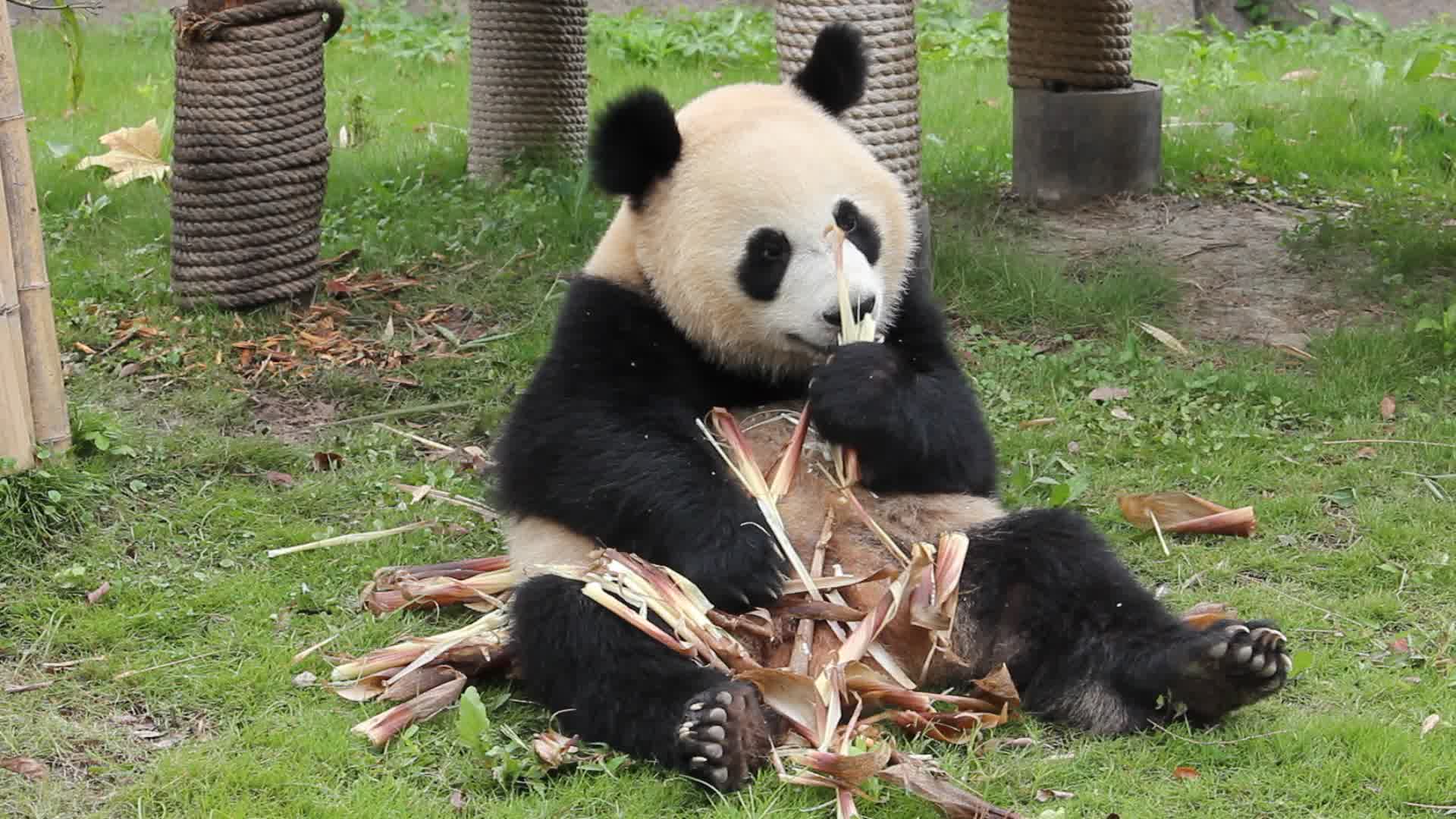 【大熊猫】芊金宝宝享受美味竹笋 好吃得眼睛都眯起来了_哔哩哔哩 (゜