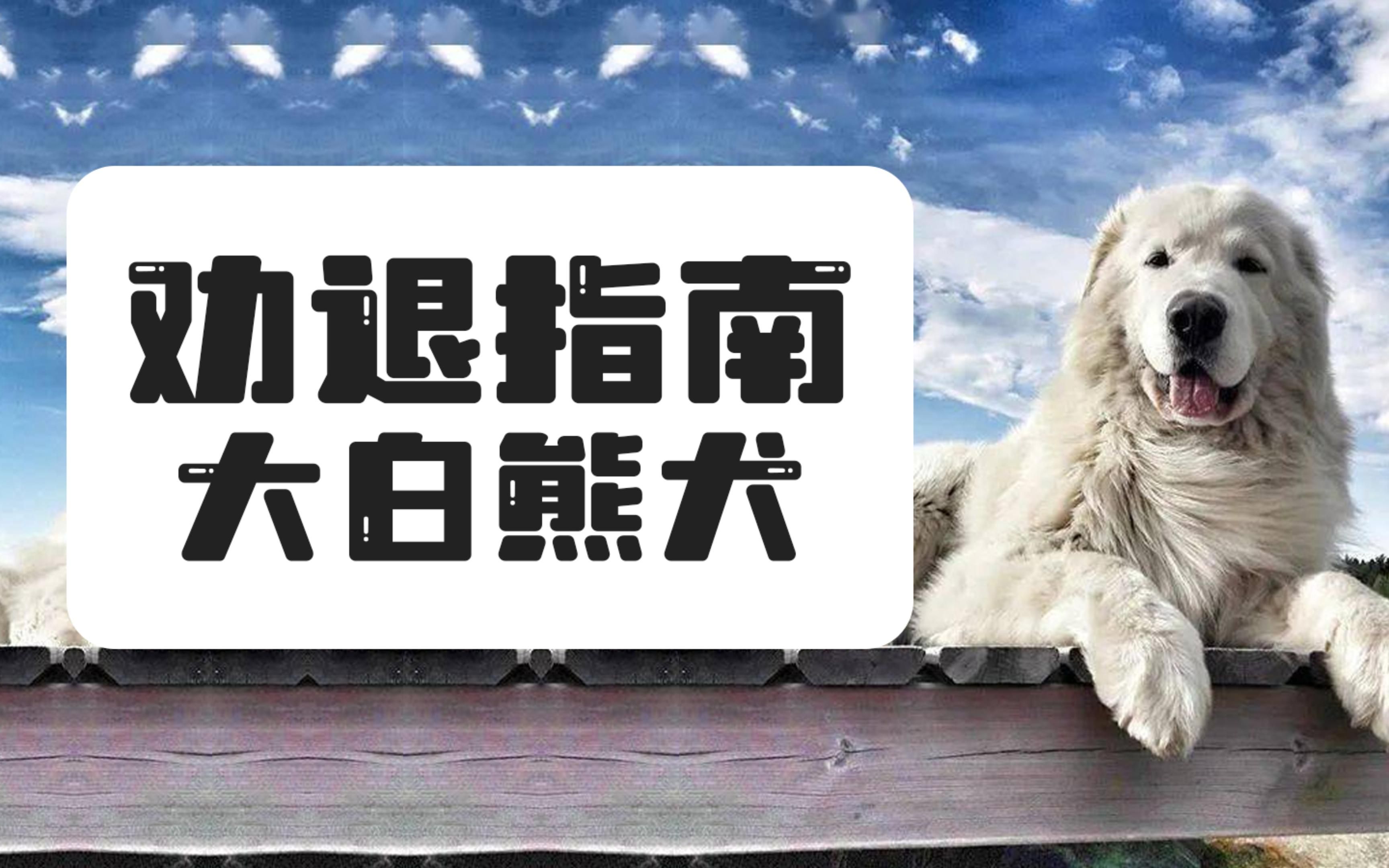 [图]养一只号称犬界帝王的大白熊犬，是什么体验？