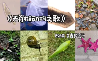 无脊椎动物 哔哩哔哩 Bilibili 无脊椎动物 哔哩哔哩 Bilibili