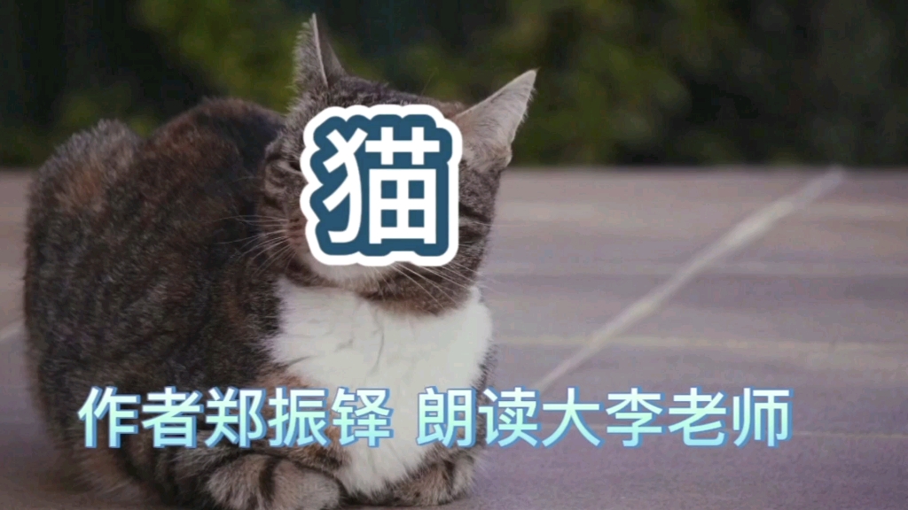 听郑振铎的三只猫的故事,感悟人生.哔哩哔哩bilibili