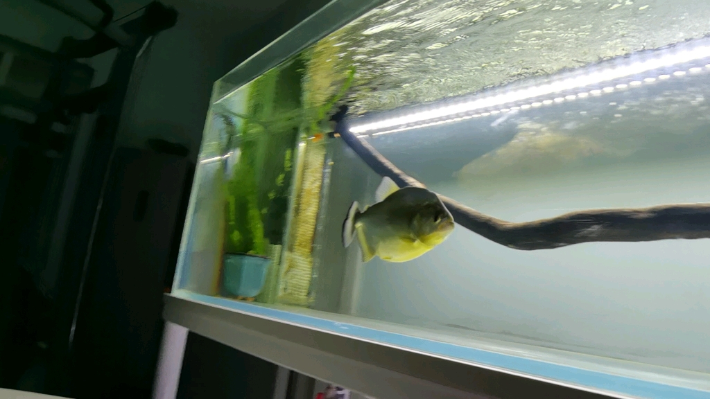 瓜马紫罗兰/巴西普黑/水虎鱼/食人鱼|终于追手了