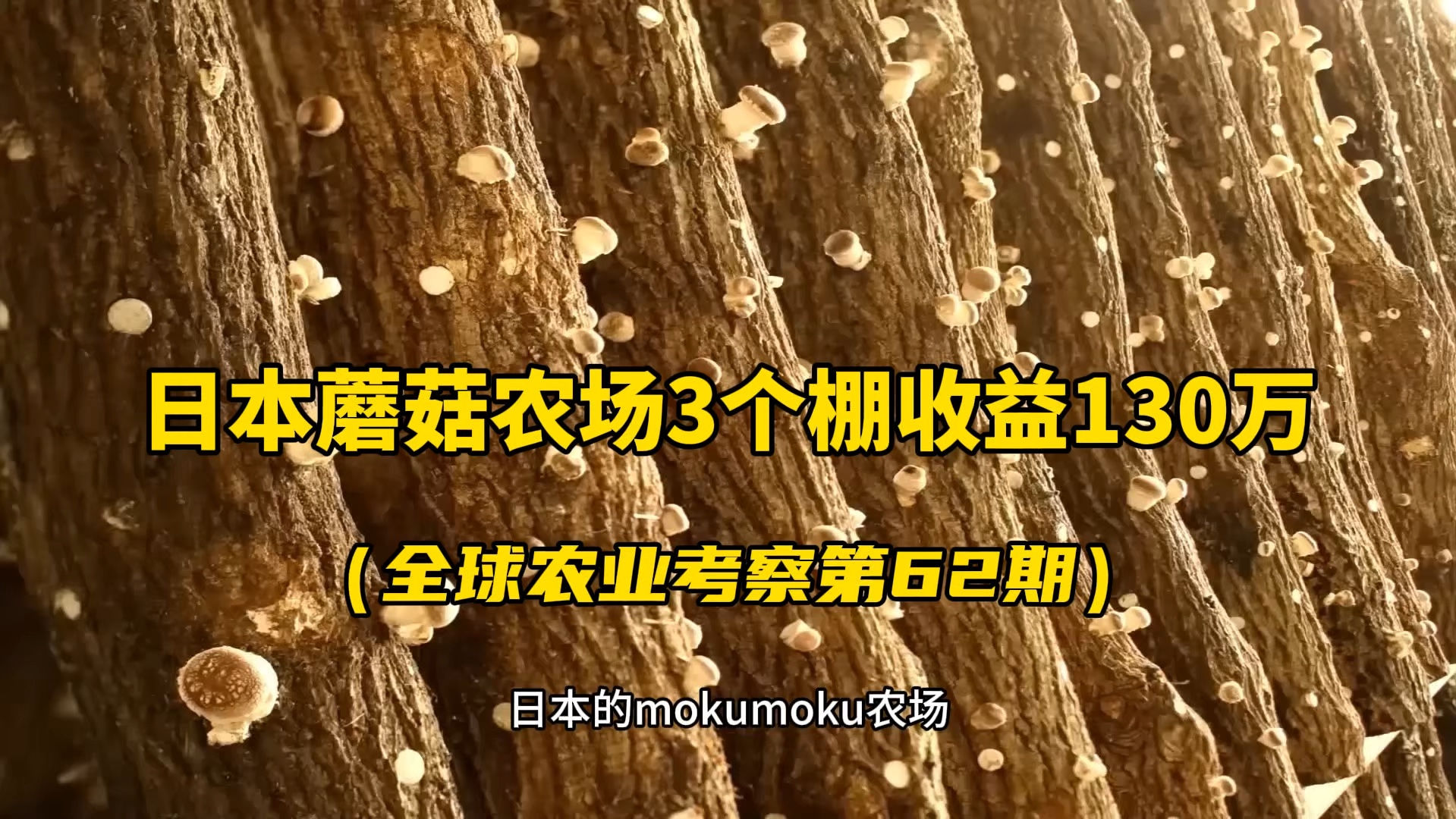 日本mokumoku农场的香菇农场模式,3个大棚年收入130万RMB哔哩哔哩bilibili