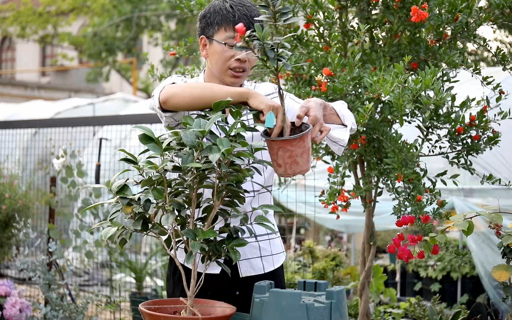 [图]可以四季开花的红山茶，也叫杜鹃茶花，新手也能养开花