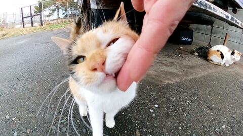 当我接近卡车下集会的猫时 那只三毛猫紧握着我的手 向我撒娇 哔哩哔哩 つロ干杯 Bilibili