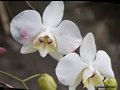 [图]【新世纪音乐】雅尼-With An Orchid（和兰花在一起）