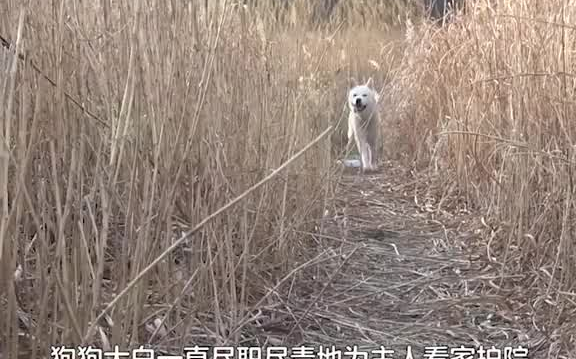 [图]我是头条小百科 萌宠 狗子上演一出寻亲记😁