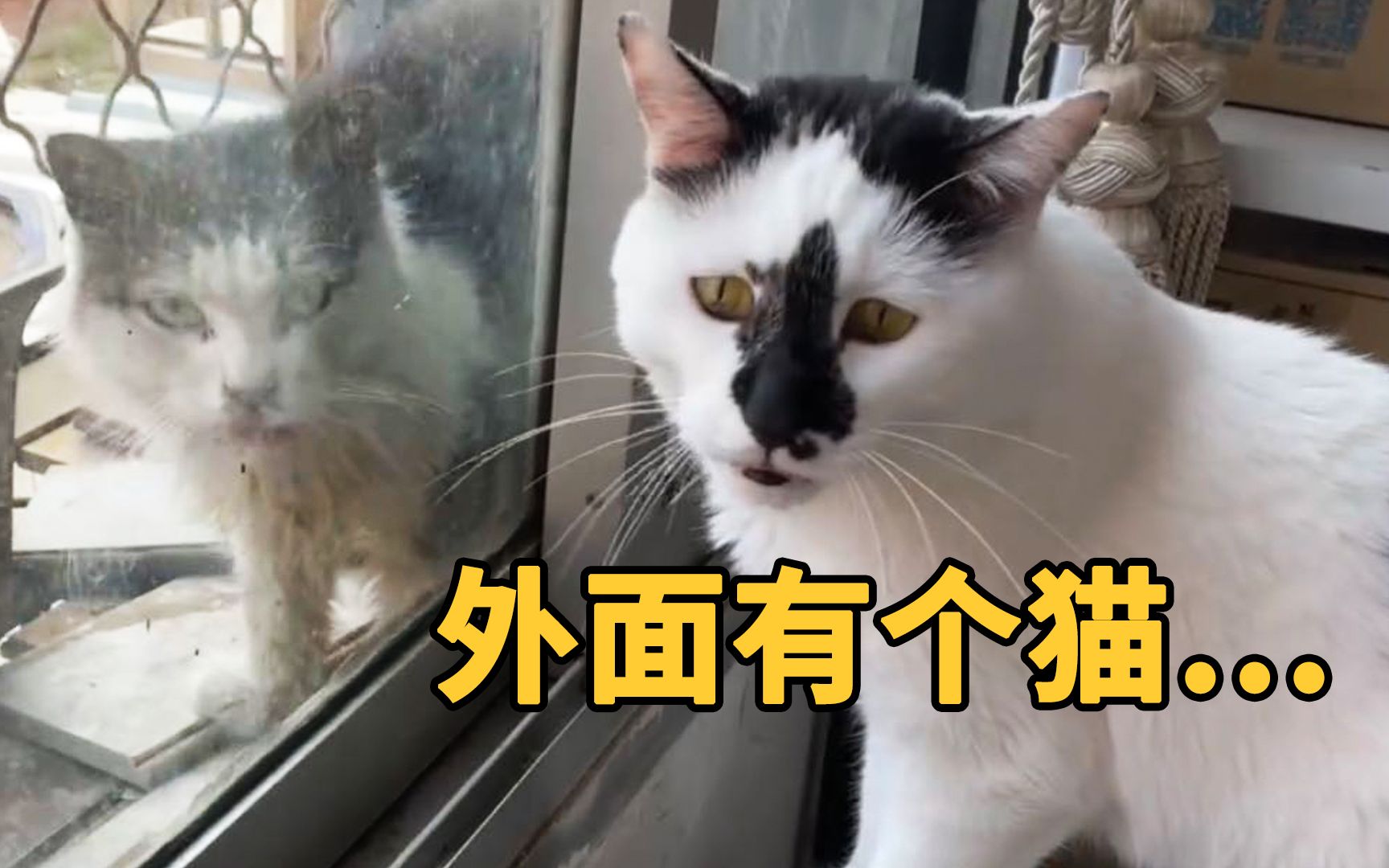 [图]我的猫救了一只流浪猫，我的心情很复杂…