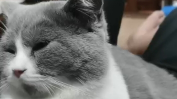 趴在你肚子上眼神迷离的小猫咪