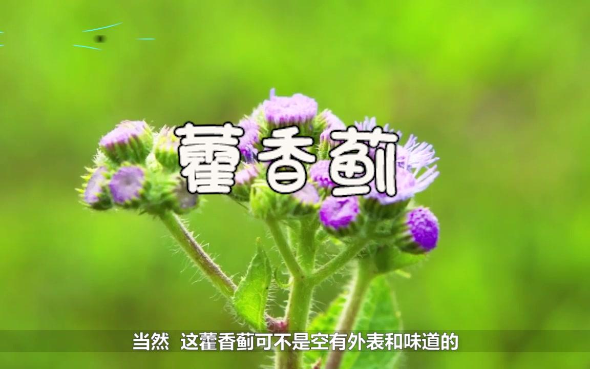 农村这种淡紫色野花因味道遭嫌弃,却不知是一味常用的良药哔哩哔哩bilibili