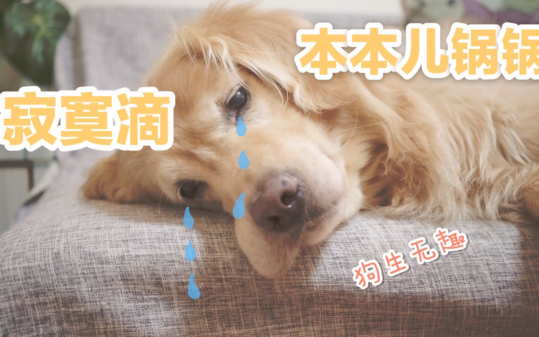 重庆话萌宠配音第二季之寂寞滴本本儿锅锅本本儿养猫一世用猫一时关键