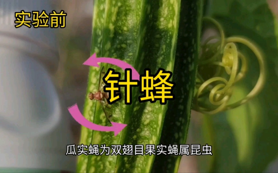 丝瓜瓜实蝇,针蜂#三农 #丝瓜 #针蜂 #瓜实蝇