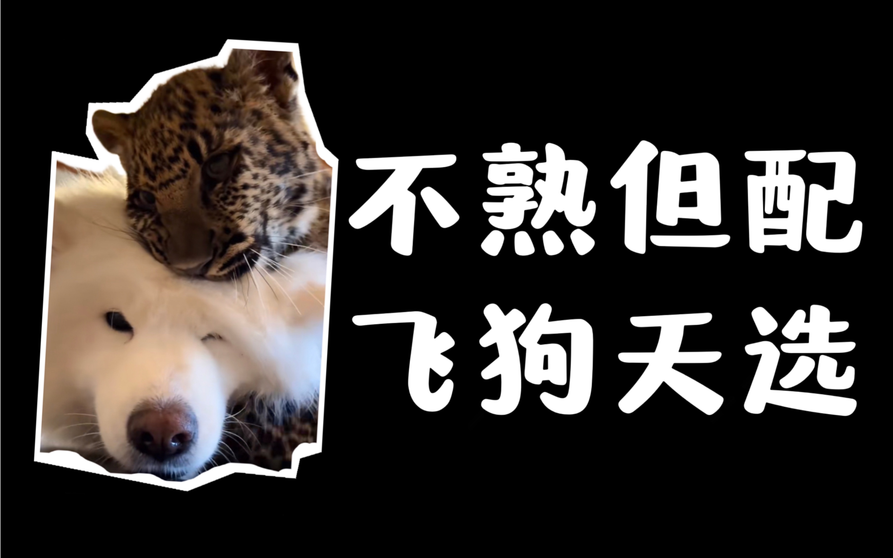 【飞来横犬鲲北相亲ft】好一对温柔真诚又声带相配的陌生人!