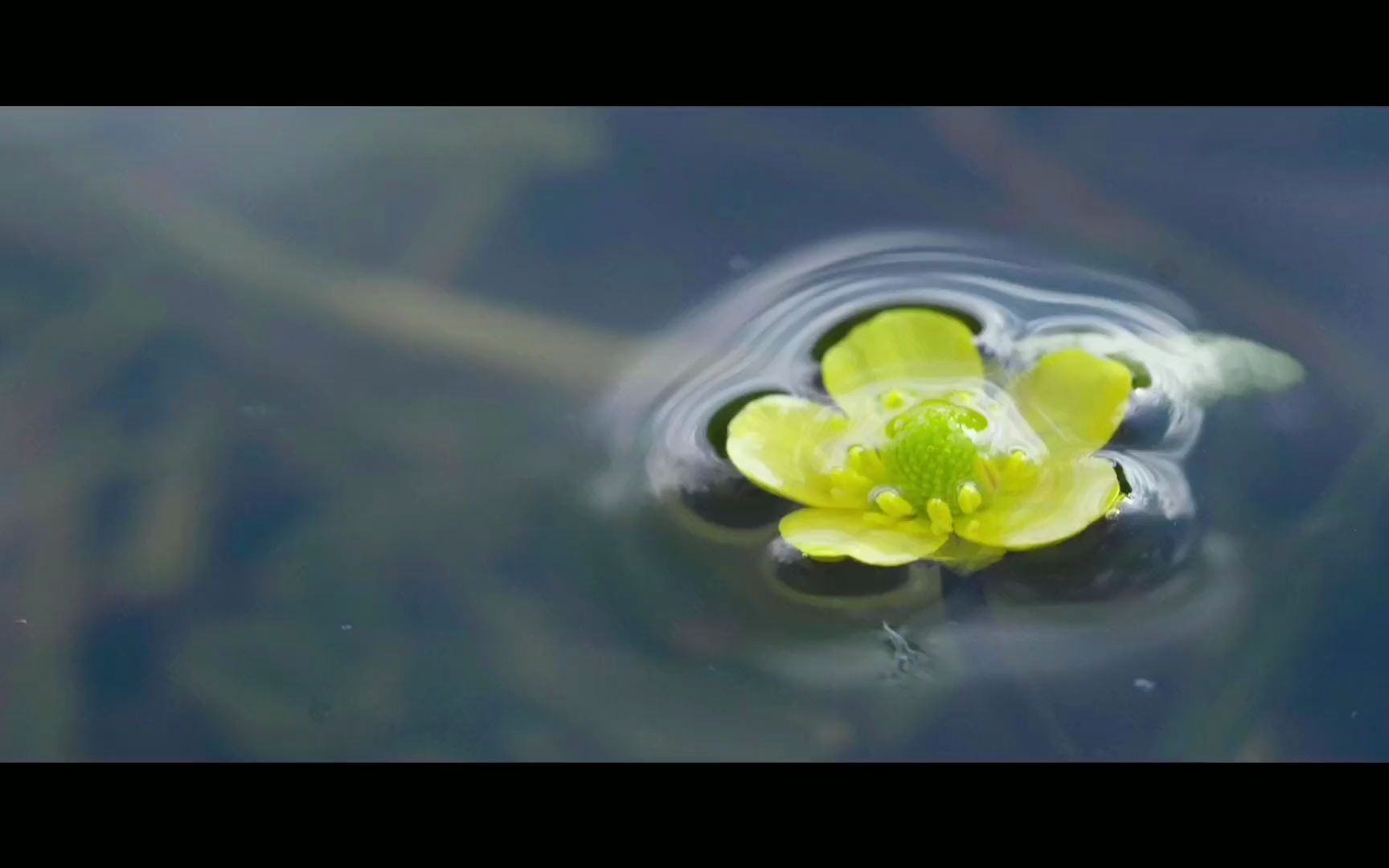 [图]微视频丨纪录片《青海·我们的国家公园》之 高原的“神奇植物”在哪里？