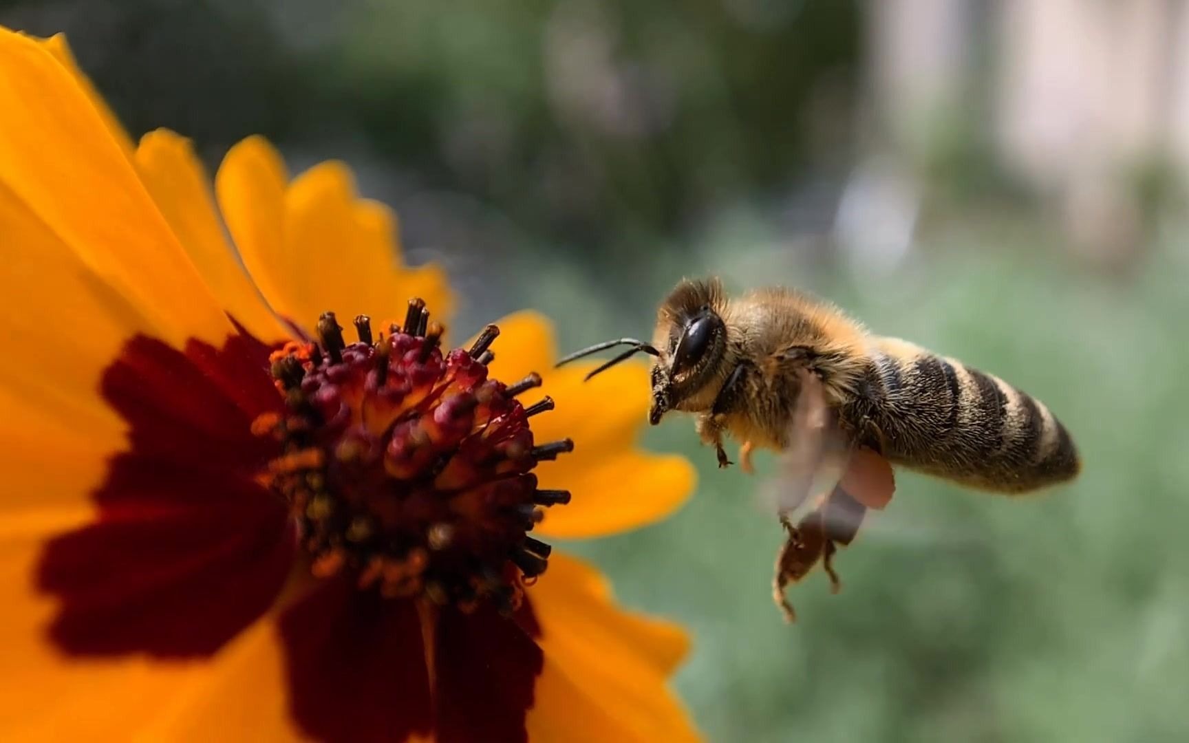 [图]蜜蜂授粉的神奇 The Magic of Pollination--徐州丁运忠养蜂场