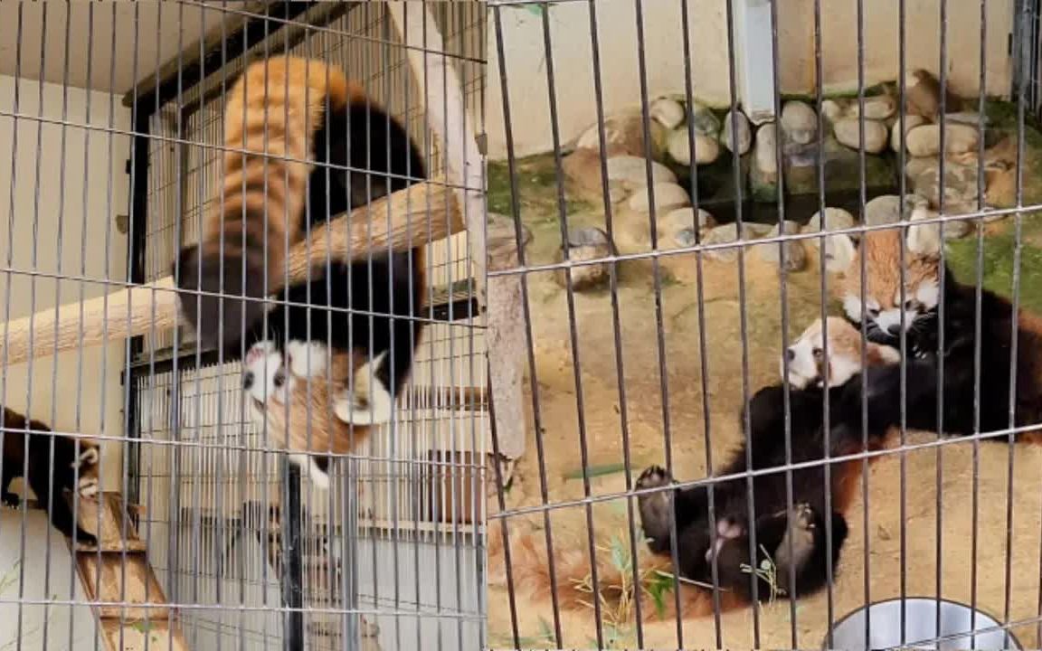 鯖江市西山动物园 小熊猫的日常 pt.10