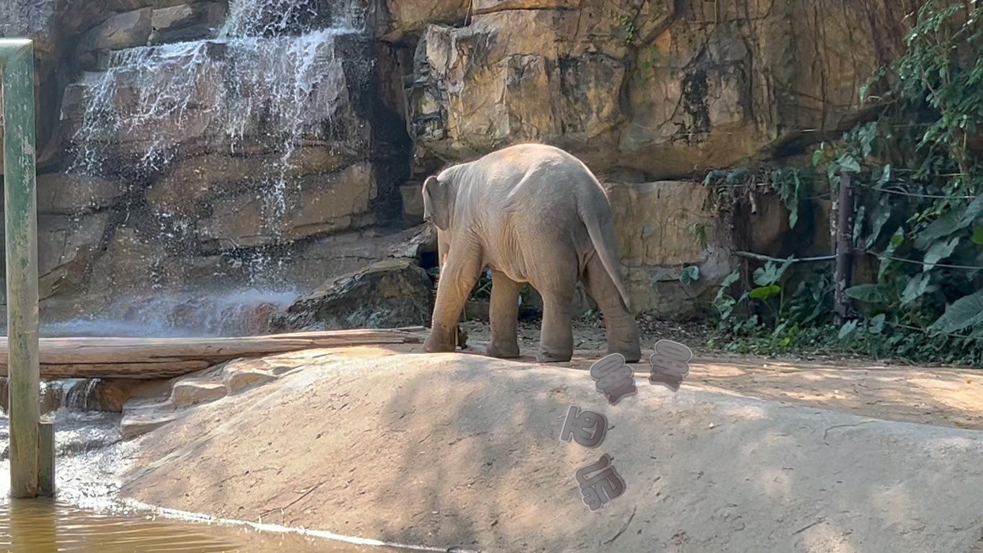 去动物园可以找大象玩 #亚洲象 #长隆野生动物园 #大象威望