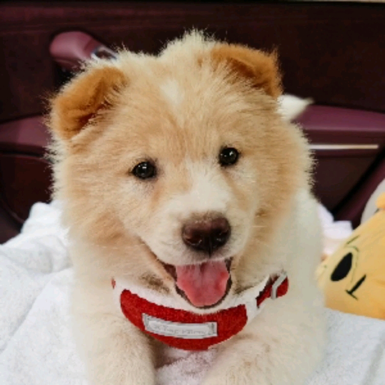 我是田园犬 一枚小土松