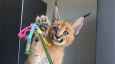 けものフレンズ 大集合！もふもふブースターパック 開封前編