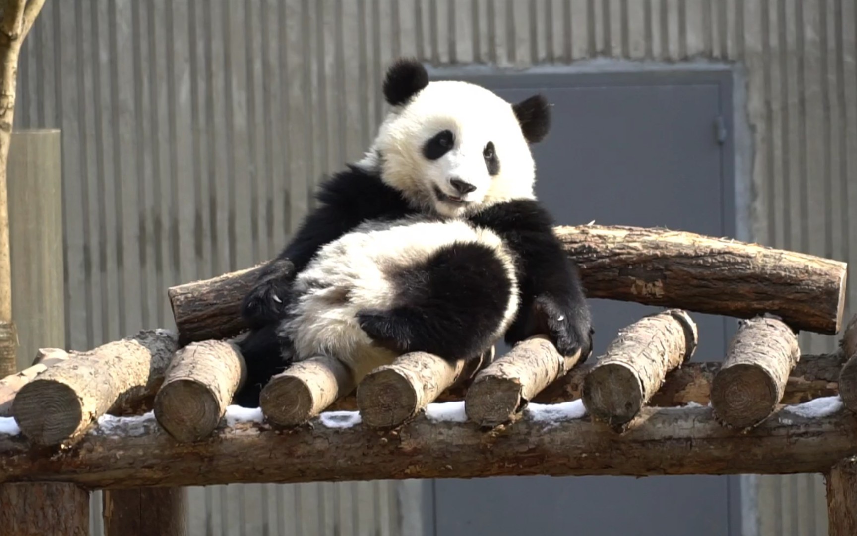 【大熊猫乔六/乔兜兜】冬日暖阳照得熊懒洋洋_哔哩哔哩 (゜-゜)つロ