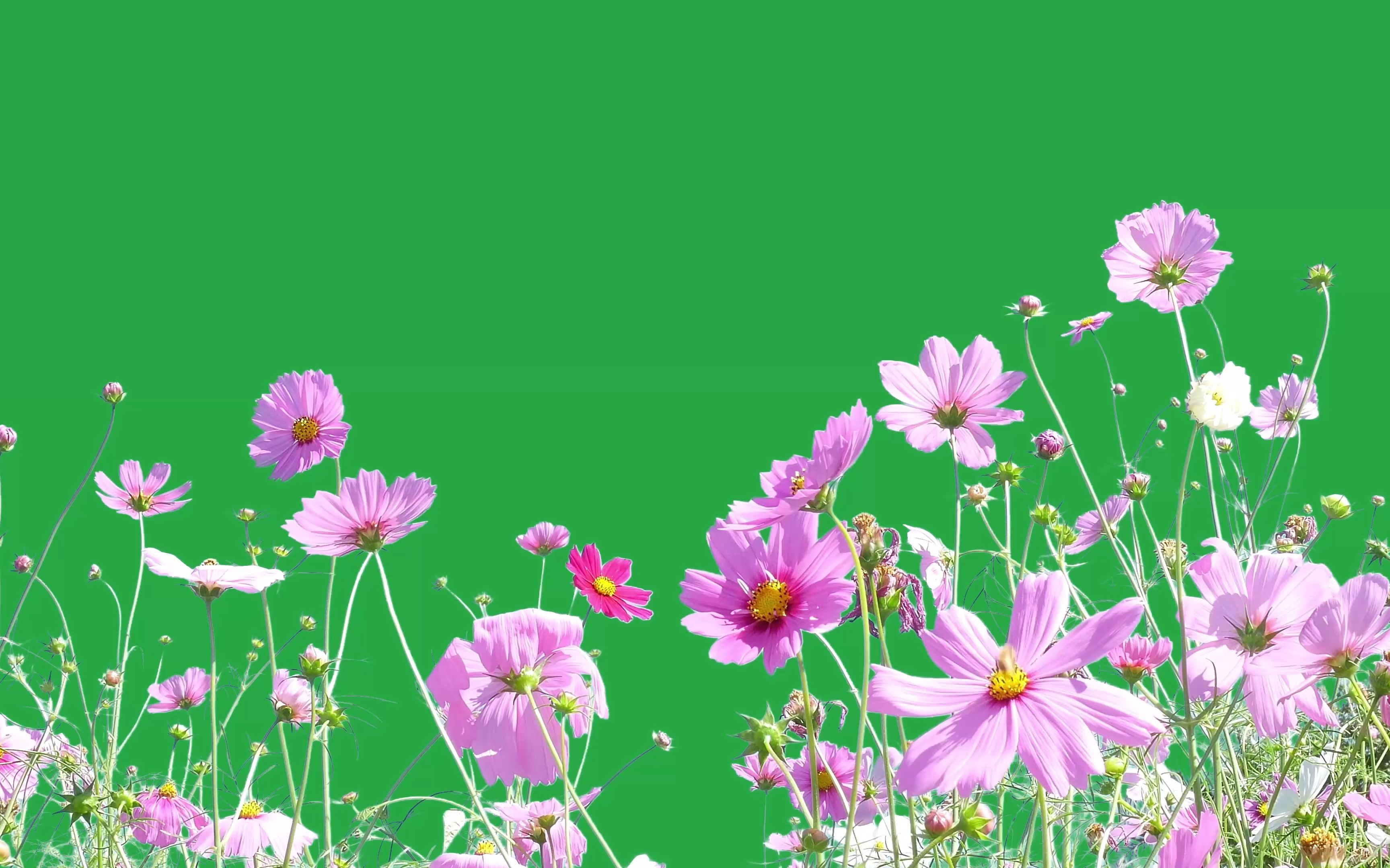 绿幕视频素材野花