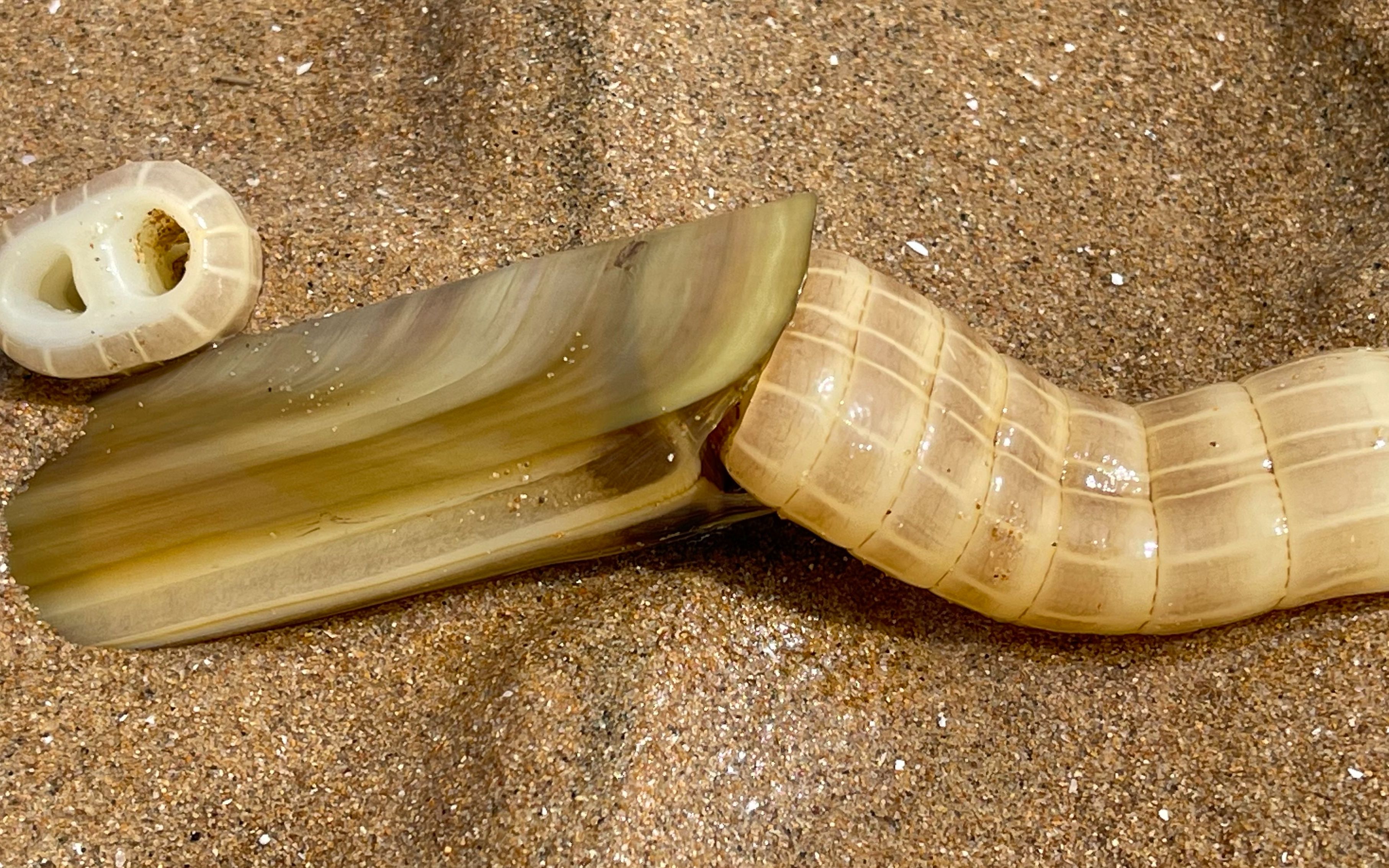 大庆赶海,发现大蛏王的洞口撒上盐往外吐水,还抓到大长腿八爪鱼_哔哩