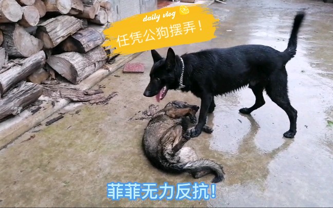 灰母犬被母狗老大羞辱完,又被公犬侮辱,它爆发了,决定找替罪狗复仇!哔哩哔哩bilibili