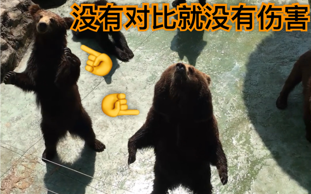 我真的是头熊(猪)啊