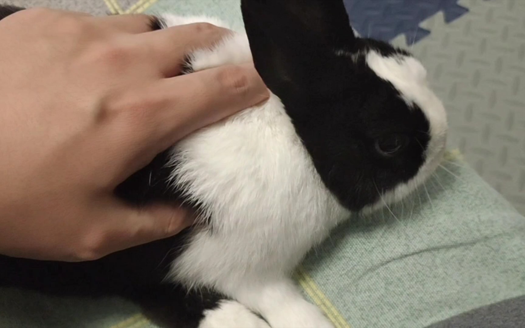 【侏儒兔】这周末按住兔子拔毛.