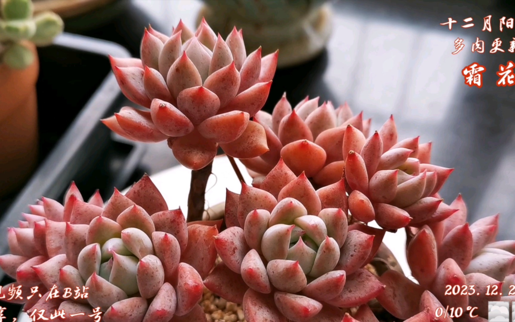 2023.12 阳台多肉更新 ## 霜花 ## 冬至节气