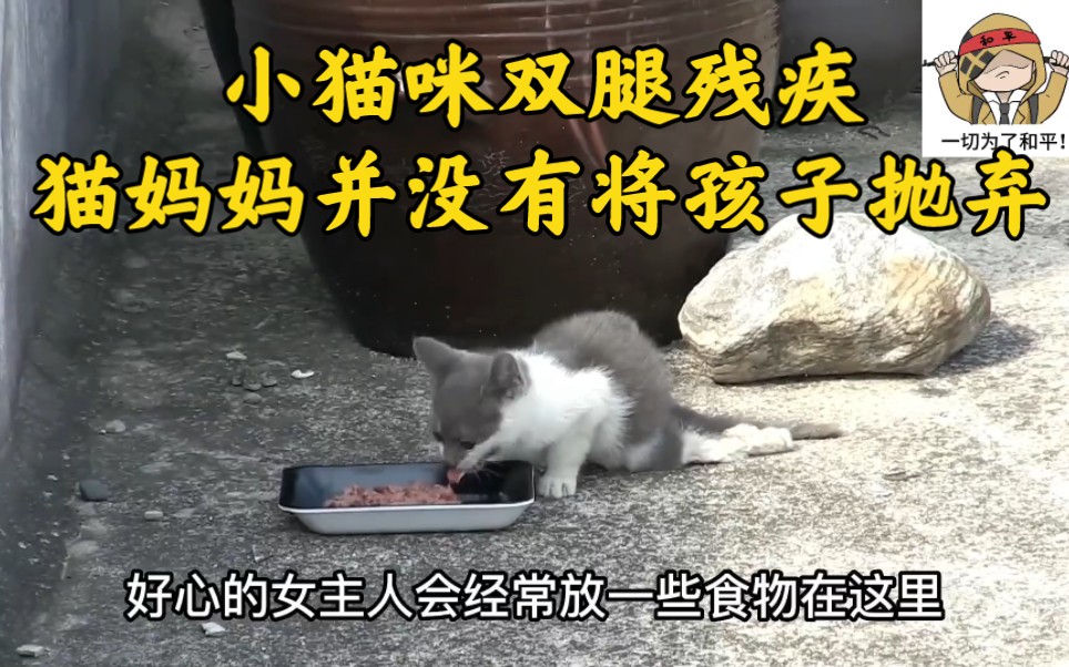 小猫咪双腿残疾,猫妈妈并没有将孩子抛弃!哔哩哔哩bilibili