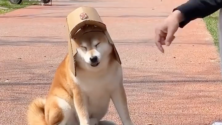 这是谁家的八嘎狗!戴上帽子有模有样的