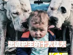 Descargar video: 当忠诚护主的十大猛犬长大后……