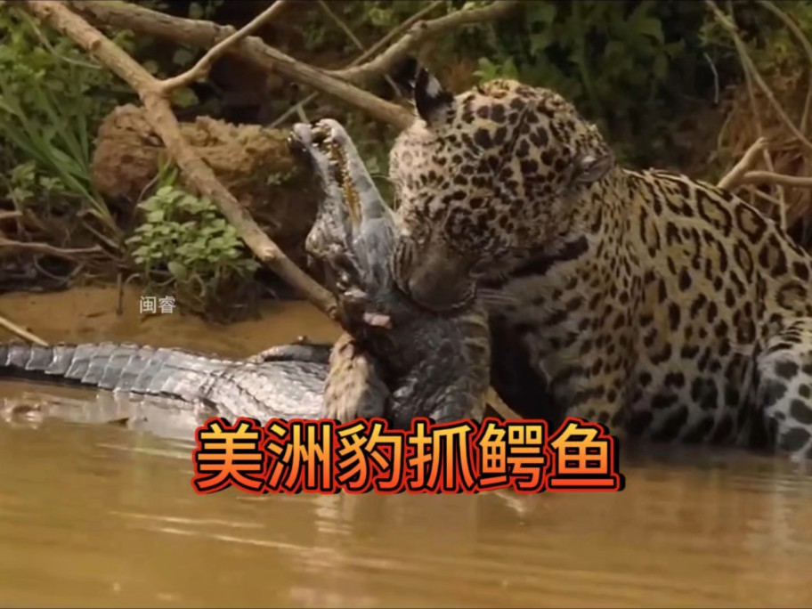 和美洲豹生活在同一片区域,这里的鳄鱼日子过的真是太难了!