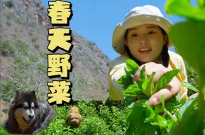 Download Video: 春天来啦！来看看云南人必吃的野菜长什么样！！