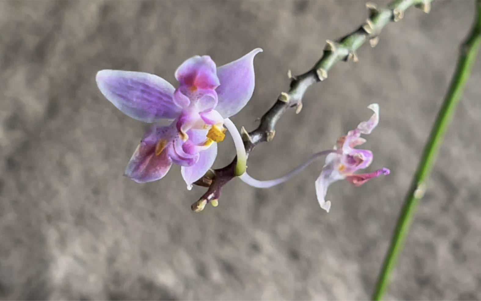 变异三唇瓣姬蝴蝶兰 欣赏