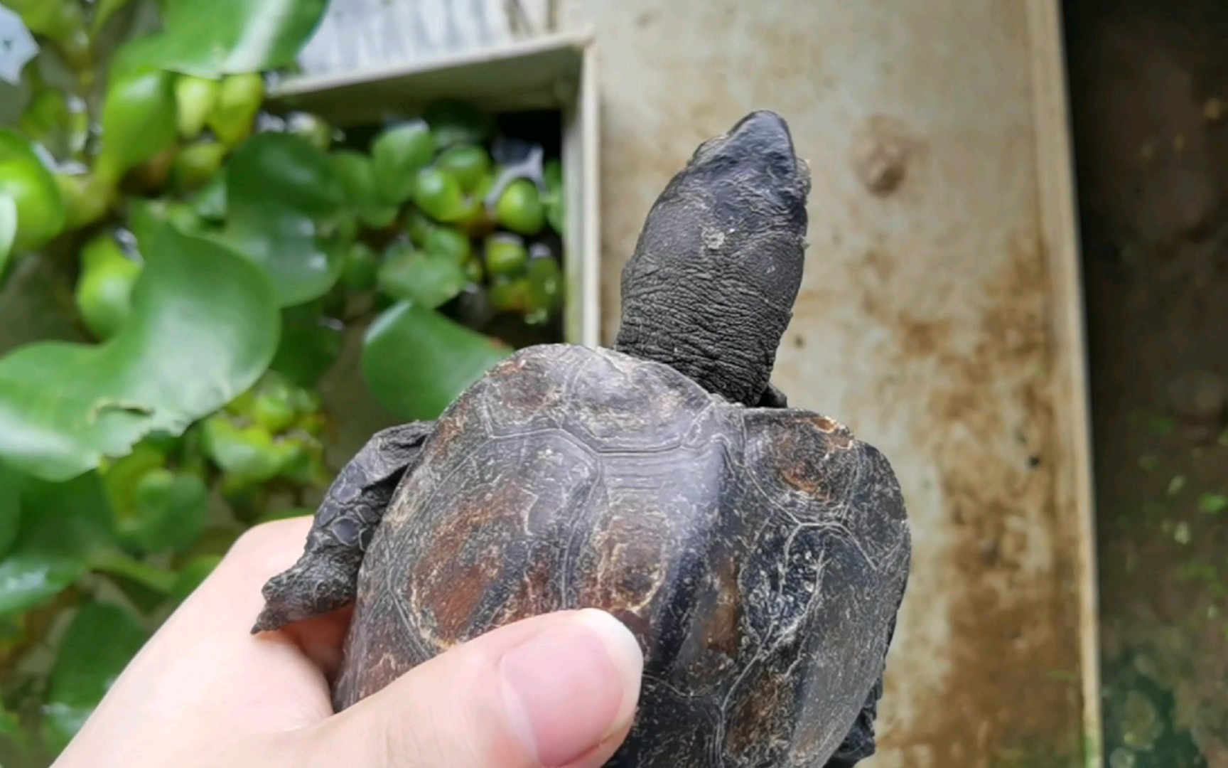 开箱一只大头墨龟品相不错