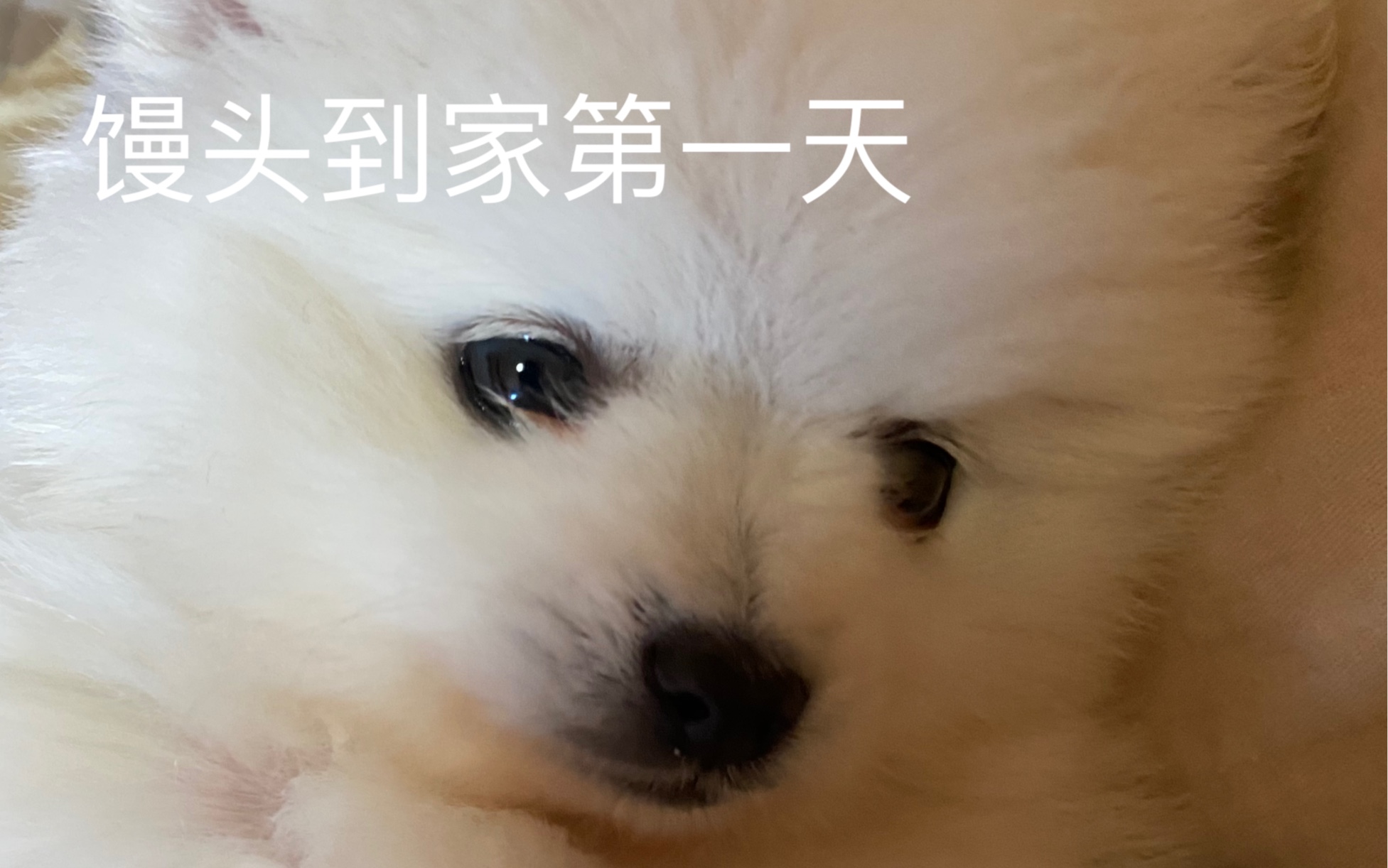 活动作品心心念念的狗子终于到家啦