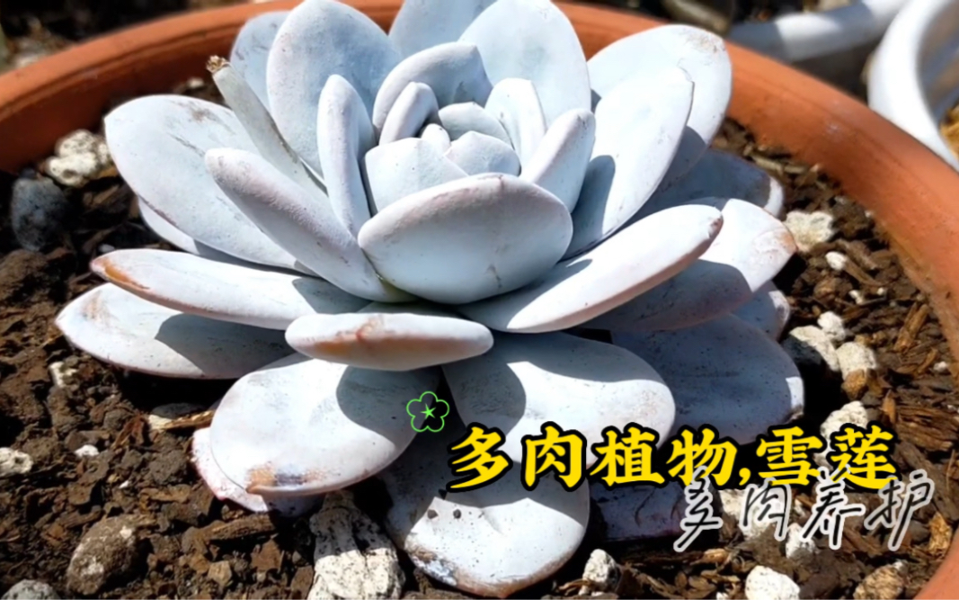 多肉植物,雪莲,很仙的一款多肉植物哔哩哔哩bilibili