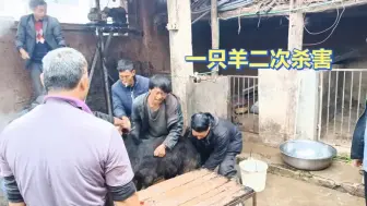 Tải video: 农村杀羊，一羊杀害两次，以及美食羊肝生的制作全过程你见过吗？