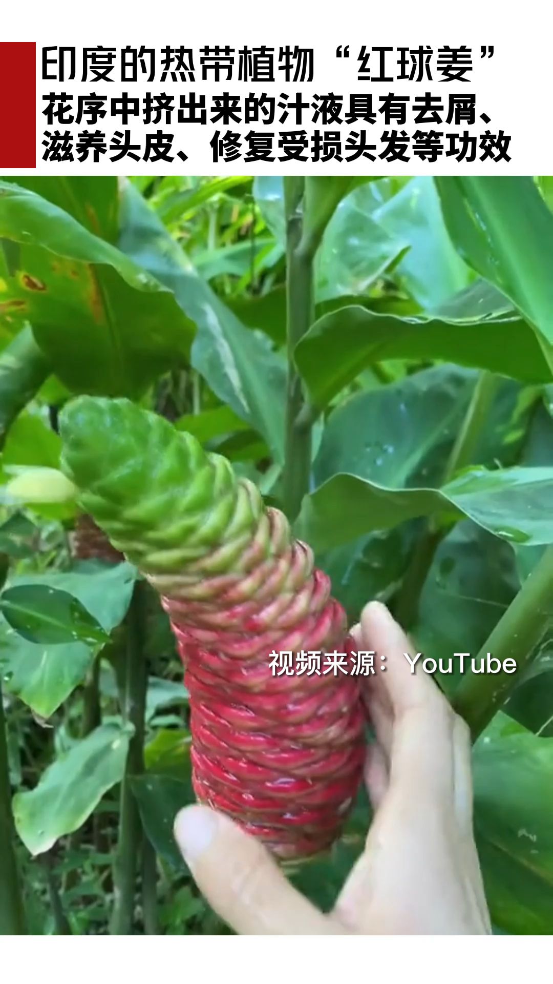 原产自印度的热带植物“红球姜”哔哩哔哩bilibili