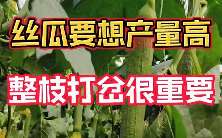 丝瓜要想产量高品质好,整枝打叉很重要哔哩哔哩bilibili