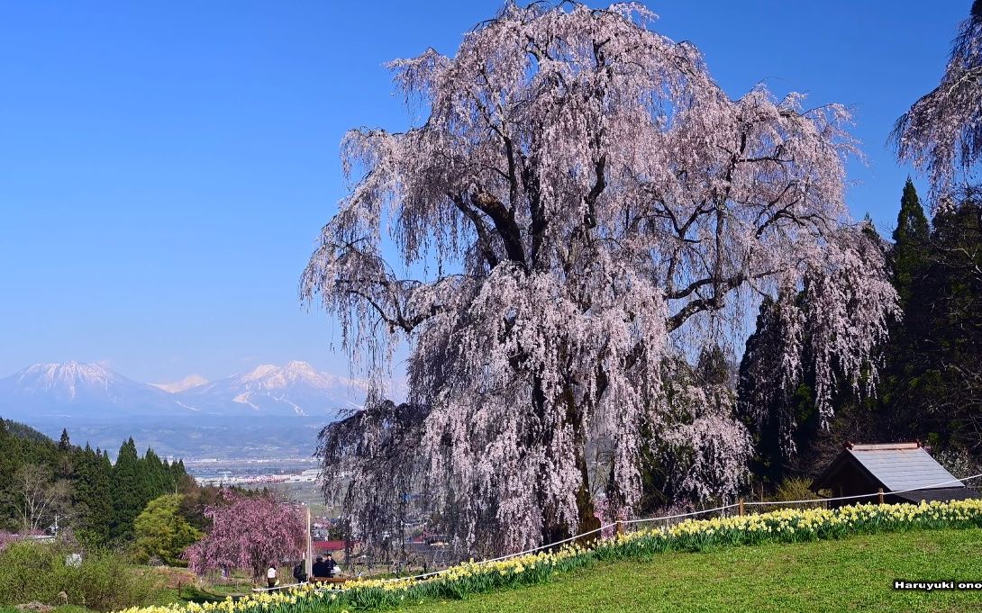 【4k超高清日本】第一视角 树龄260年高山村水中的垂枝樱 2023.