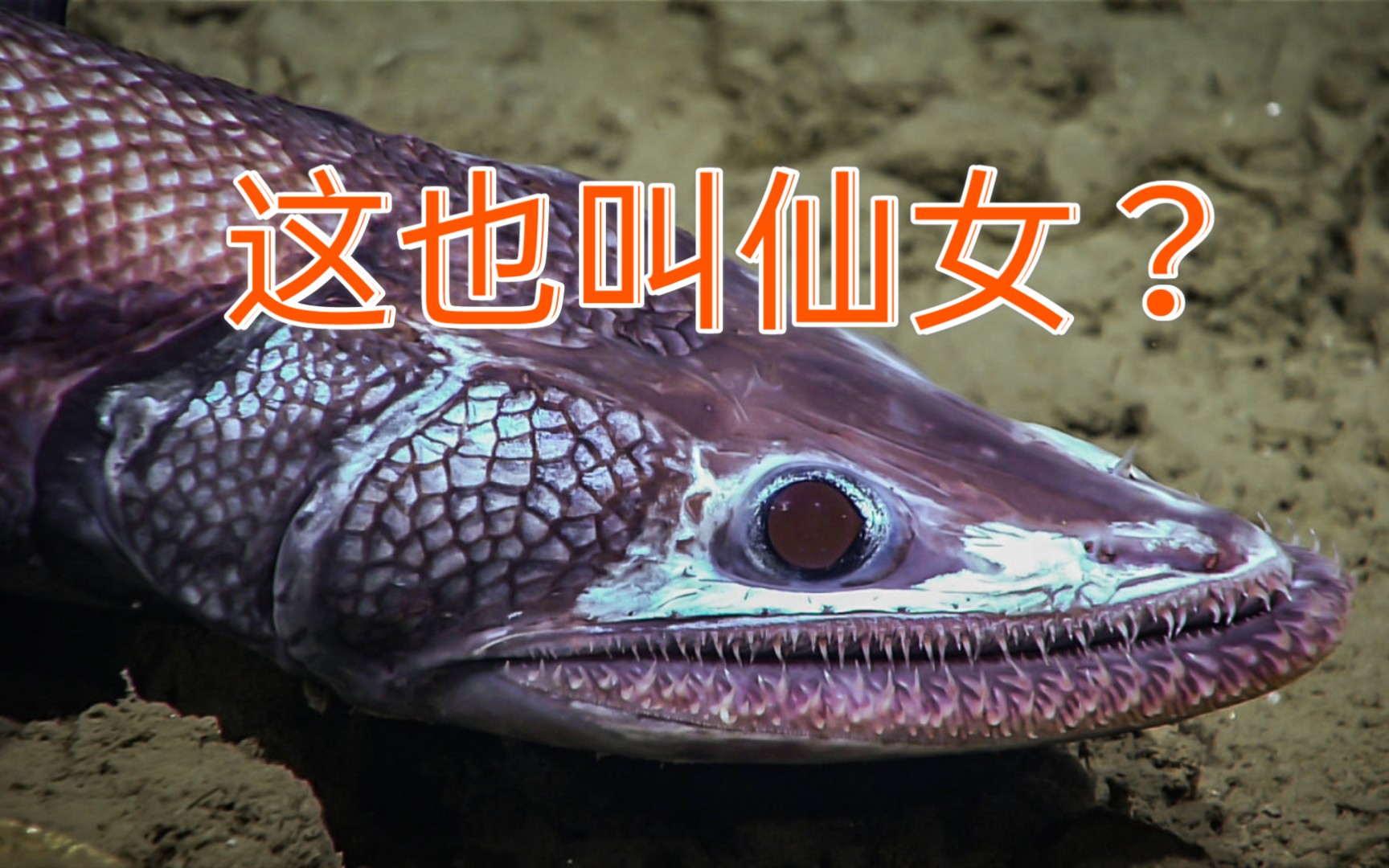 仙女鱼目青面獠牙以柔克刚龅牙仙女你爱了吗